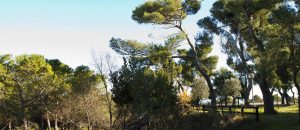 upper pine forest